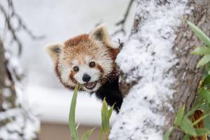 Pandas aus Schweizer Zoo ausgebüxt