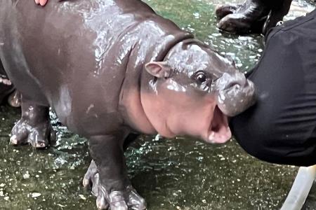 Die expressive Mimik des Hippo-Mädchens ging schnell viral.