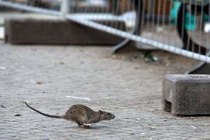 Rattenplage durch Giftverbot? Verbände warnen