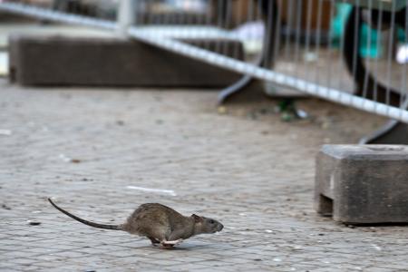 Mehrere Verbände warnen vor Rattenplagen in Deutschland. (Archivbild)