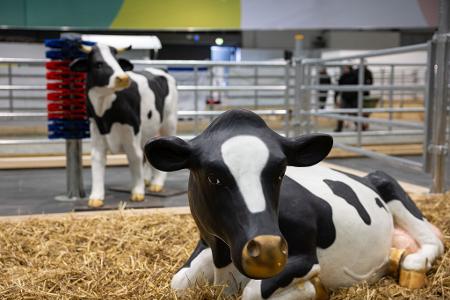 Wegen eines Falls von Maul- und Klauenseuche in Brandenburg waren etliche Tiere dieses Jahr nicht auf der Grünen Messe vertreten - oder eben nur als Attrappe. (Archivbild)