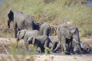 Elefant trampelt Tourist im Krüger-Nationalpark tot