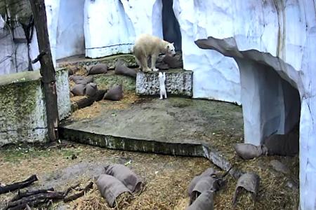 Das Eisbärbaby macht die ersten Erkundungen in der Außenanlage. 