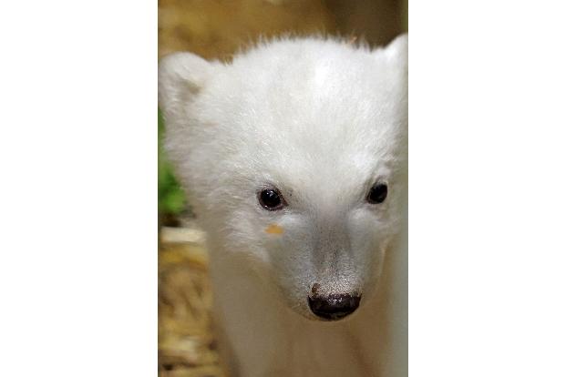 Eisbär-Mama Nuka hat beim Lachsöl-Schlecken geschlabbert: Nun hat das Jungtier einen Fleck im Gesicht.