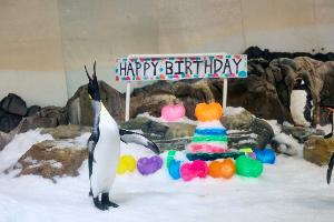 Ein Pinguin als Weltstar: Pesto feiert ersten Geburtstag