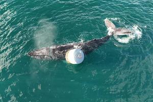 Tierretter befreien Buckelwal vor Schottland