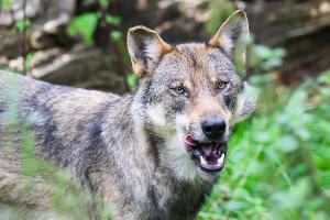 Tote Wölfe in Italien entdeckt - vergiftet?