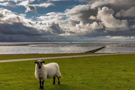 A sheep in the mountains,Hundestrand Holmer Siel,Nordstrand,Germany