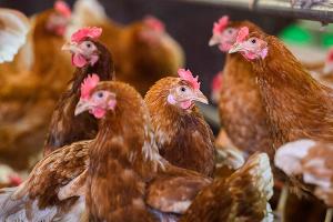 Tiermärkte in New York müssen schließen