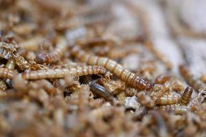 EU erlaubt UV-Behandlung für Insektenpulver in Lebensmitteln