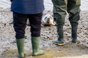 Die Robben sind los - erste Heuler der Saison ausgewildert
