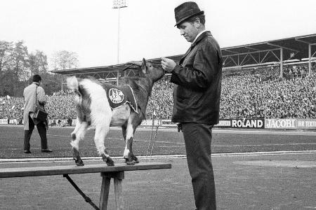 FC nimmt Hennes I. in Hall of Fame auf: FC nimmt Hennes I. in Hall of Fame auf: