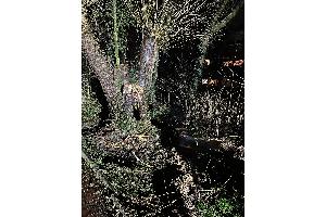 Brennender Baum am Hansaring