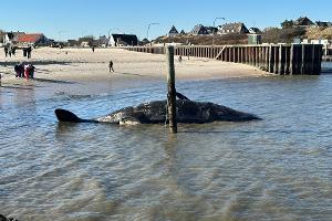 Toter Pottwal am Strand von Sylt droht zu explodieren
