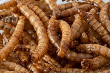 Mehlwurmpulver in Lebensmitteln: Das müssen Verbraucher wissen Mehlwurmpulver in Lebensmitteln: Das müssen Verbraucher wissen