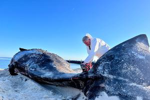 Mit Kettensäge: Sylt-Wal wird weiter zerlegt