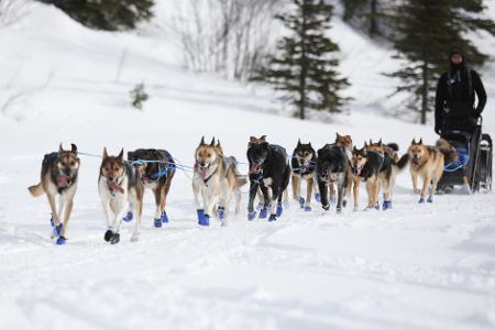 Wegen Schneemangels in Alaska wird die Iditarod-Rennroute in diesem Jahr geändert. (Archivbild) Wegen Schneemangels in Alaska wird die Iditarod-Rennroute in diesem Jahr geändert. (Archivbild)
