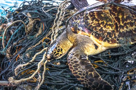 Schildkröte sitzt auf einem Haufen Netze
