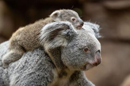 In der Wilhelma sind im vergangenen Jahr zwei Koala-Babys geboren worden. Nun stehen die Geschlechter der beiden fest. Hier trägt Koala-Weibchen Auburn ihr weibliches Jungtier durchs Gehege. (Foto-Handout) In der Wilhelma sind im vergangenen Jahr zwei Koala-Babys geboren worden. Nun stehen die Geschlechter der beiden fest. Hier trägt Koala-Weibchen Auburn ihr weibliches Jungtier durchs Gehege. (Foto-Handout)