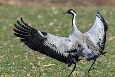 Ein Spektakel für Naturfreunde: Der Tanz der Kraniche