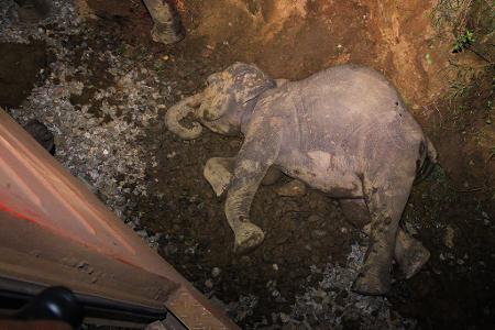 Ein toter Elefant liegt neben einem entgleisten Zugwaggon, nachdem ein Personenzug mit einer Elefantenherde zusammengestoßen ist. (Foto aktuell)