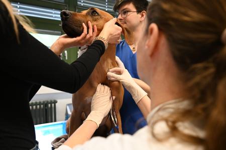 Je größer der Hund, desto mehr Blut kann man abnehmen. Sami spendet um die 300 Milliliter. 