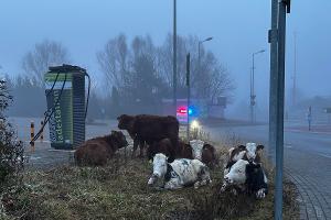 Kühe vor dem Kino