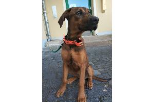 Unverantwortliche Tierhalter gesucht!!!