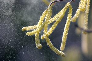 Welche Pollen fliegen? Auch DWD-App liefert nun Antworten
