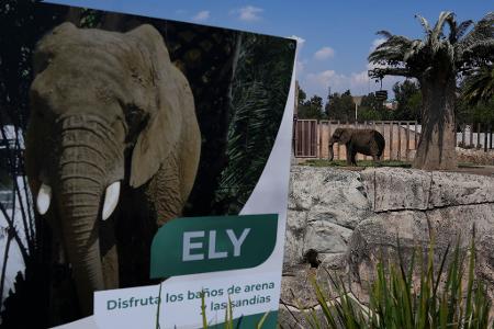Die Elefantin Ely soll in Zukunft ein besseres Leben führen - wenn auch weiterhin im Zoo. (Archivbild) 