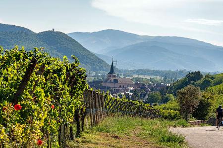 Elsass Weinstrasse f