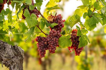 Elsass Weinstrasse f