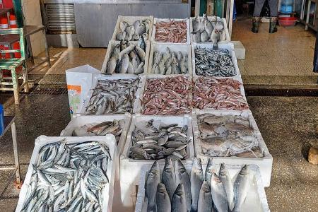 Reise Tuerkei Fisch