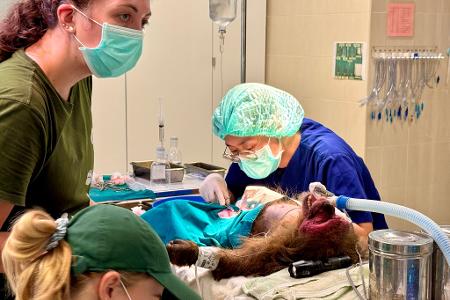 Die WFFT-Veterinärin Dr. Kwan bei ihrer täglichen Arbeit - hier operiert sie einen Bärenmakak.