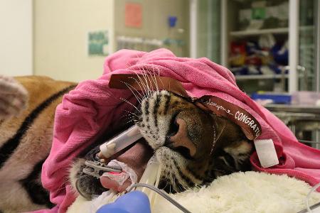 Ein Tiger wird in dem Krankenhaus behandelt.