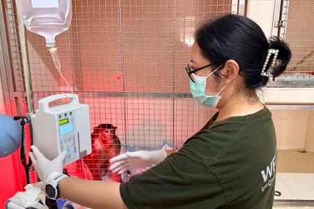Die WFFT-Veterinärin Dr. Kwan checkt die Vitalwerte eines verletzten Affen - das gehört zu ihrer täglichen Arbeit.