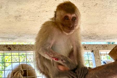 Die kleine Lantao hatte einen offenen Bruch am Arm - aber dank der Tierärzte bei WFFT ist sie auf dem Weg der Besserung.