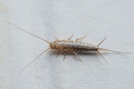 Silberfischchen Silberfischchen