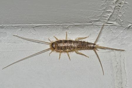 Verstecke der Silberfischchen