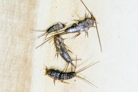 Mehr Schädlinge im Herbst