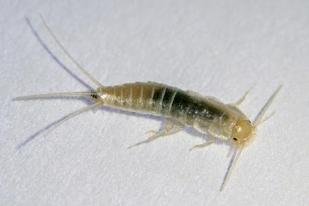 Dunstabzug in der Küche