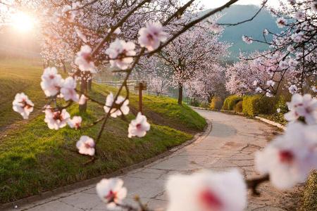 OD 2015 Pfalz Mandelblüte Wandern Südliche Weinstraße