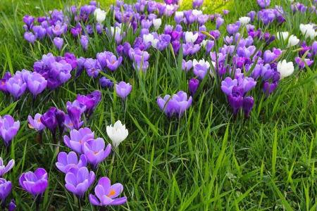 OD 2017 Frühling Krokusblüte Frühjahr Saisonstart