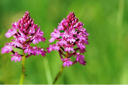 Kaiserstuhl in Baden Blumen