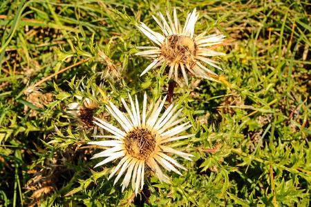 Silberdistel