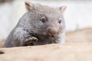 Australien: Influencerin fängt Wombat-Baby und erntet Kritik