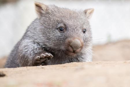 Tierschützer fürchten, dass das Wombat-Baby bei der Aktion verletzt wurde. (Symbolbild) Tierschützer fürchten, dass das Wombat-Baby bei der Aktion verletzt wurde. (Symbolbild)