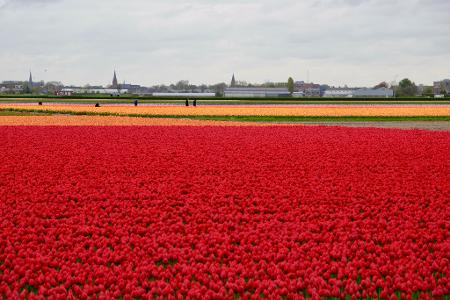 In den Niederlanden sind viele Felder mit Tulpenzwiebeln bepflanzt. (Archivbild)