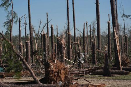 Ein Kiefernwald in Mississippi wurde durch einen Tornado zerstört.