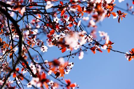 Der kalendarische Frühlingsanfang am Donnerstag wird vielerorts sonnig. Der kalendarische Frühlingsanfang am Donnerstag wird vielerorts sonnig.